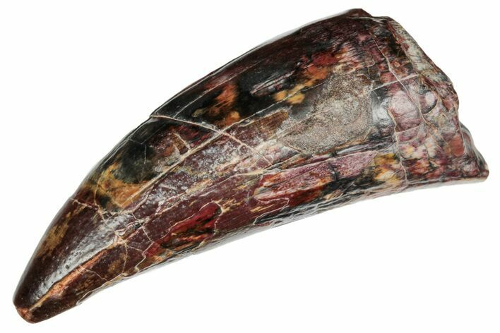 Dinosaur-Eating Crocodile (Sarcosuchus) Tooth - Niger #241066